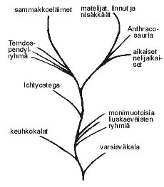 Aikaisten nelijalkaisten ja sammakkoeläinten sukupuu