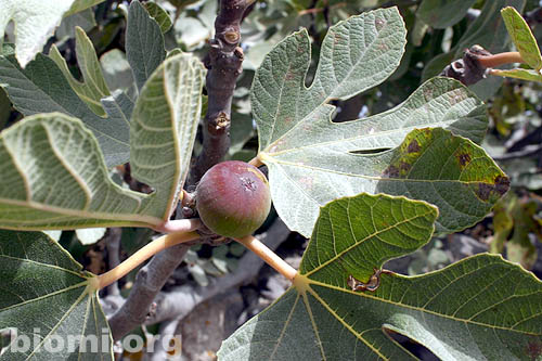 ficus_carica_aitoviikuna