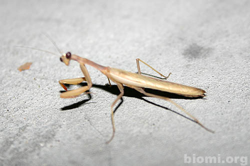 mantodea